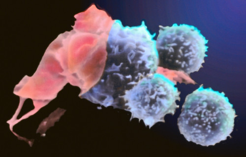 T lymphocytes attach themselves to cells invaded by pathogen and displaying antigens that label them for destruction.